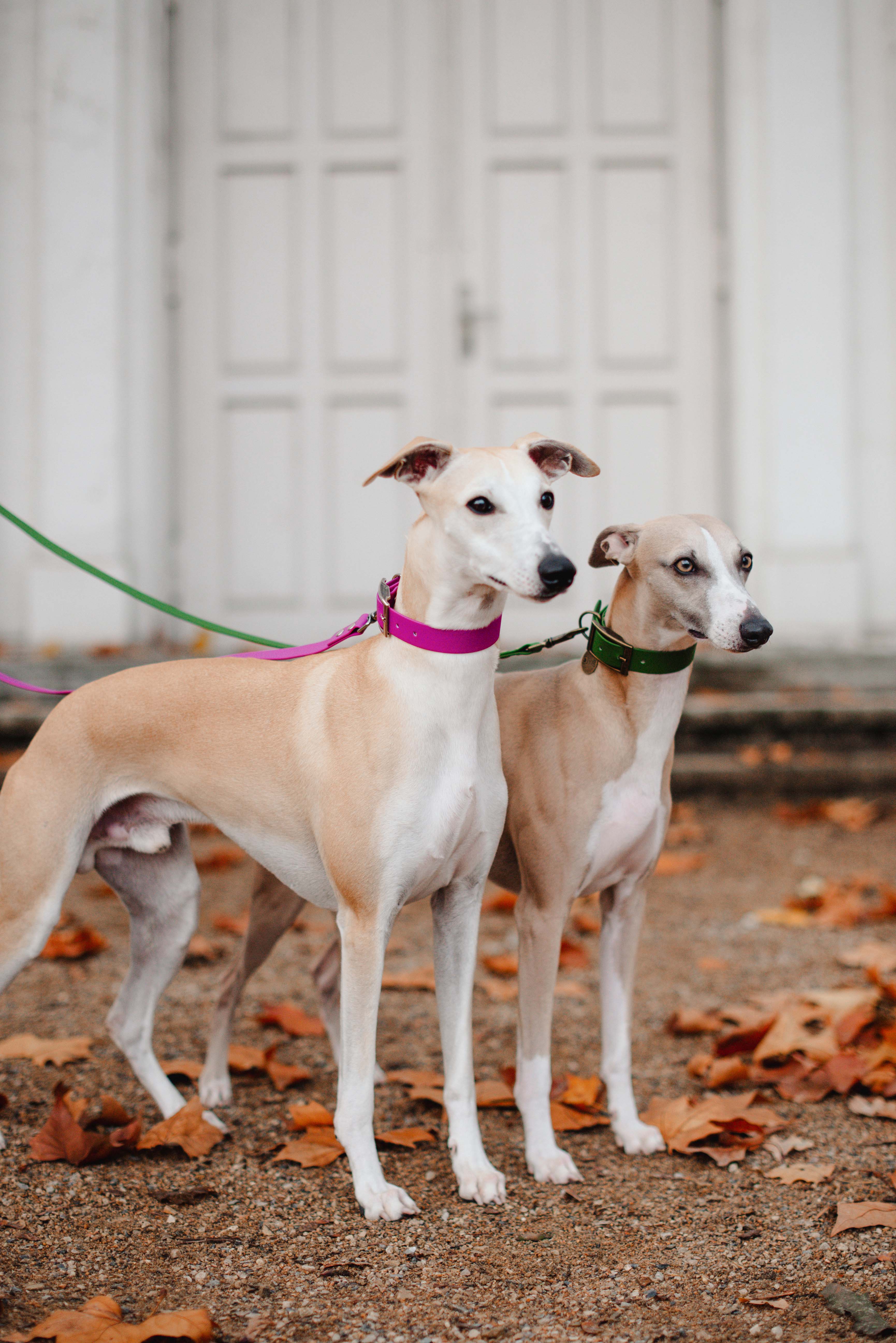 Olive and Duchess waterproof set by Diog